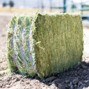 Standlee Premium Western Forage Timothy Grass Compressed Hay Bale 50 lb.