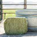 Standlee Premium Western Forage Timothy Grass Compressed Hay Bale 50 lb.