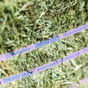 Standlee Premium Western Forage Timothy Grass Compressed Hay Bale 50 lb.