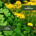 Bioadvanced All-in-one Lawn Weed & Crabgrass Killer I Concentrate - 40 fl oz