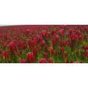 Crimson Clover Seed