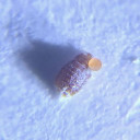 Active Eye 60x Universal Phone Microscope With Clamp