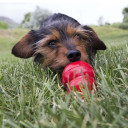 Kong Peanut Butter Easy Treat - 8 Oz