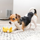 Kong Dr. Noyz Duck Dog Toy - X-small