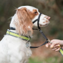 Coastal Pet Black Walk 'n Train Dog Head Halter