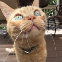 Coastal Pet Elastacat Reflective Safety Stretch Collar with Reflective Charm - 3/8" X 10"