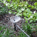 Raindrip Full Circle Fan Spray Bubbler on Stake - 5"