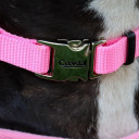 Coastal Pet Neon Pink Titan Adjustable Dog Collar With Metal Buckle - 3/4"