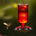 More Birds Elixir Hummingbird Feeder - 13 oz
