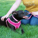 Coastal Pet Pink Bright Comfort Soft Wrap Adjustable Dog Harness - Medium