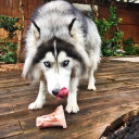 Primal Raw Recreational Beef Marrow Bone