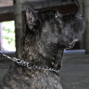 Titan Chrome Chain Training Dog Collar - 2mm X 18"