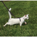 Petsafe Come With Me Kitty Black Cat Harness & Bungee Leash