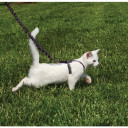 Petsafe Come With Me Kitty Black Cat Harness & Bungee Leash - Small