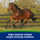 Farnam Weight Builder Premium Concentrated Feed Supplement - 7.5 lb