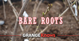 Bare Roots - What Makes Them Different?