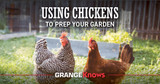 Using Chickens to Prep Your Garden