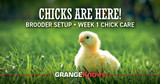 Chicks are Here