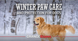 Winter Paw Care & Protection for Dogs: Prevent Cracked Pads and Chemical Burns
