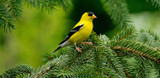 American Goldfinch