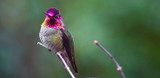 Anna's Hummingbird
