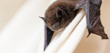 Attracting Bats to your Backyard