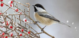 Black-Capped Chickadee