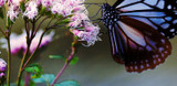 Butterfly Garden Plants