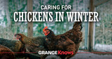 Caring for Chickens in the Winter