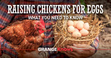 Raising Chickens for Eggs: What You Need to Know