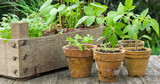 Successful Container Gardening
