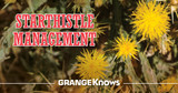 Starthistle Management and Prevention