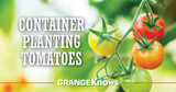 Container Planting Tomatoes