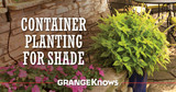 Container Planting for Shade