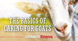 The Basics of Caring for Goats