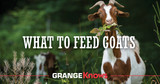 What to Feed Goats?