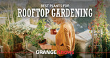 Best Plants for Rooftop Gardening