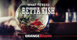 What to Feed Betta Fish 