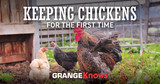 Keeping Chickens for the First Time — What You Need to Know