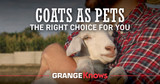 Goats as Pets — The Right Choice for You?
