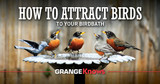 How to Attract Birds to Your Birdbath