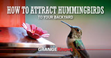 How to Attract Hummingbirds to Your Backyard