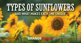 Types of Sunflowers and What Makes Each One Unique