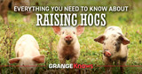 Everything You Need to Know About Raising Hogs
