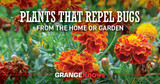 Plants That Repel Bugs from the Garden or Home
