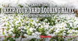 Plants That Keep Your Yard Looking Alive During Winter