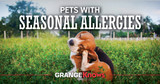 Pets with Seasonal Allergies