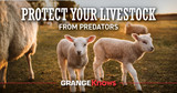 Protect Your Livestock from Predators