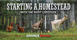 Starting a Homestead with the Right Livestock