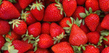 Growing Strawberries